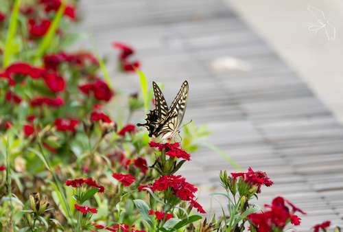 Chinese Yellow Swallowtail