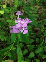 Platanthera peramoena