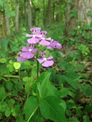 Platanthera peramoena