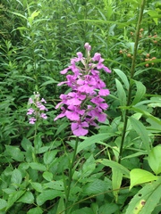 Platanthera peramoena