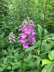 Platanthera peramoena