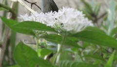 Pentas lanceolata