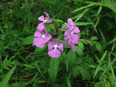 Platanthera peramoena
