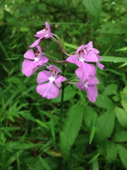 Platanthera peramoena