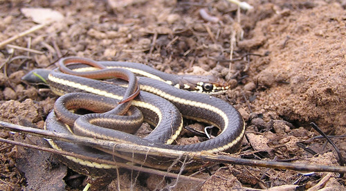iNaturalist observation photo of Striped Racer