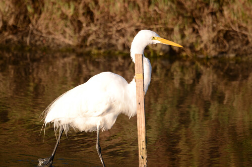 iNaturalist: (c) steensfindings, some rights reserved (CC BY-NC) iNaturalist image