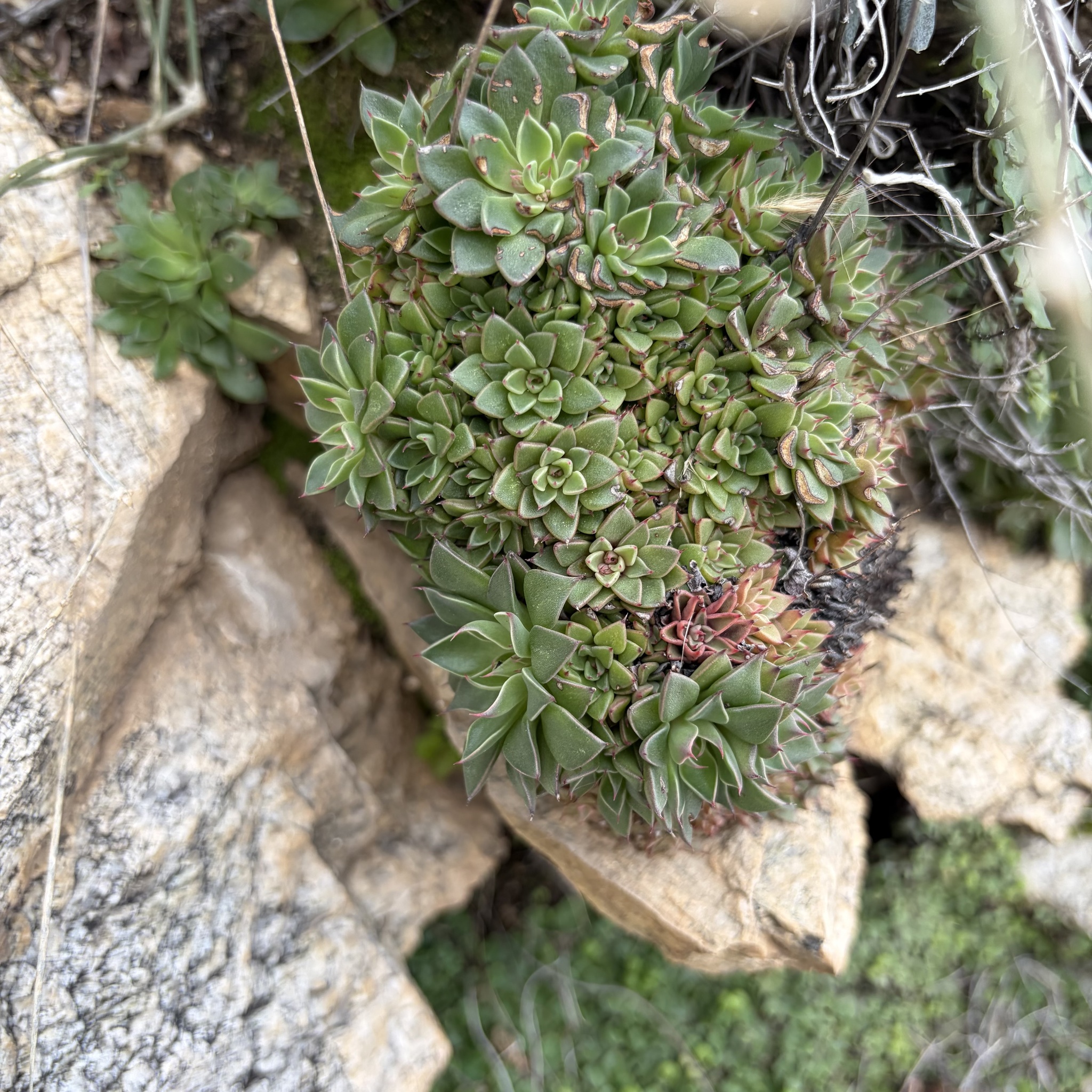 Imagem de Graptopetalum rusbyi