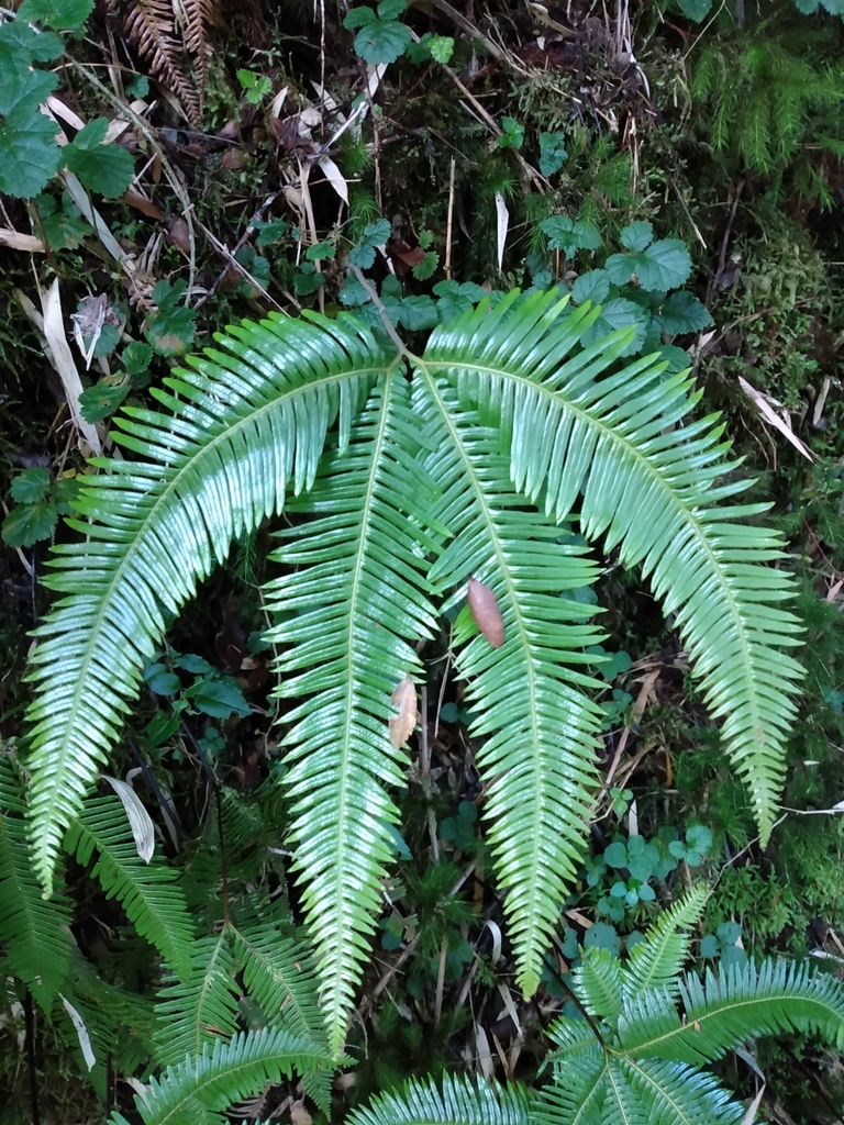 Palmeria Austral