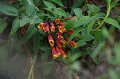 Bomarea multiflora