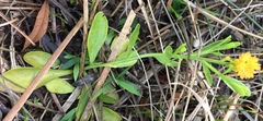 Polygala lutea