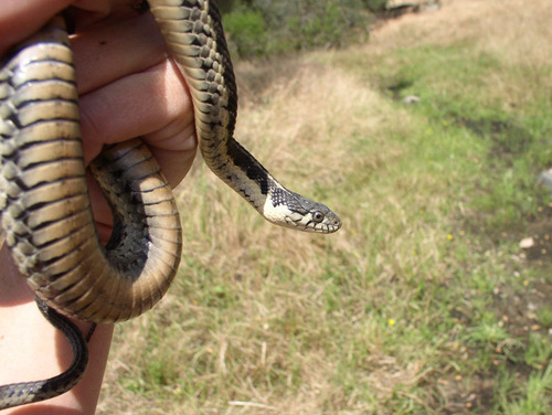 iNaturalist observation photo of Sierra Garter Snake
