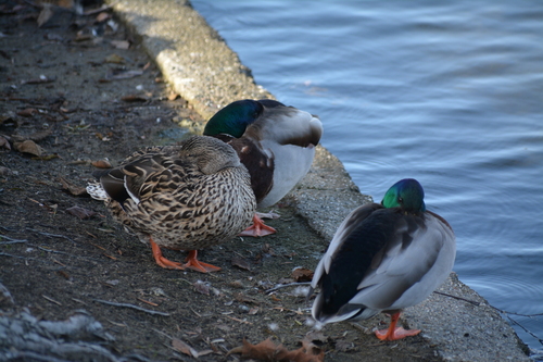 iNaturalist: (c) Torin Johnson, some rights reserved (CC BY-NC), uploaded by Torin Johnson iNaturalist image