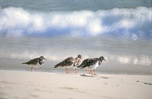 iNaturalist: (c) claudiamuc, some rights reserved (CC BY-NC) iNaturalist image