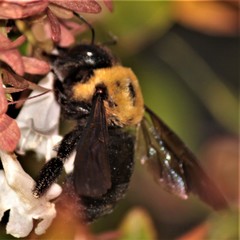 Xylocopa appendiculata circumvolans