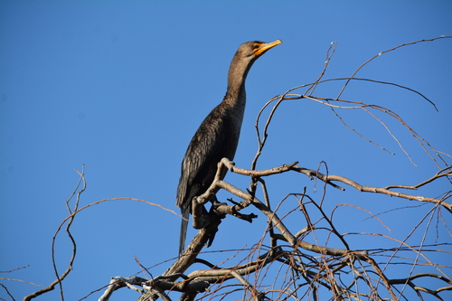 Double-crested Cormorant