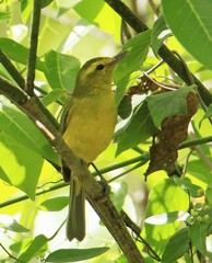Vireo hypochryseus