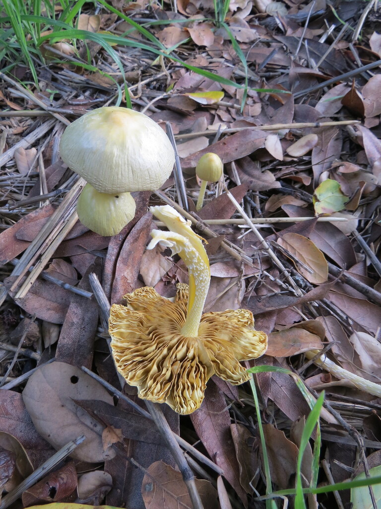 Bolbitius titubans · January 2026 · photo: © garth_harwood (iNaturalist, cc-by)