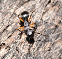Polyrhachis femorata