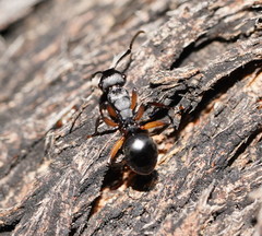 Polyrhachis femorata