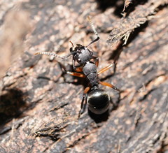 Polyrhachis femorata