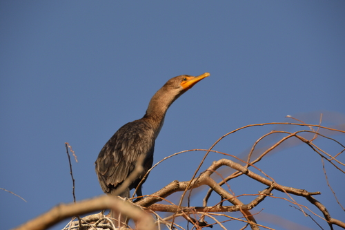 Double-crested Cormorant