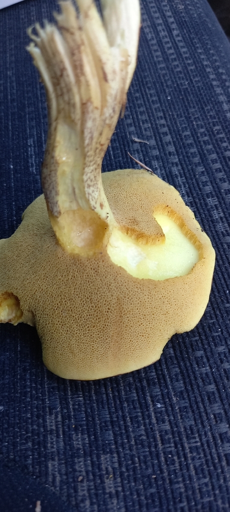 Suillus granulatus · January 2026 · photo: © lobotaniser (iNaturalist, cc-by-nc)