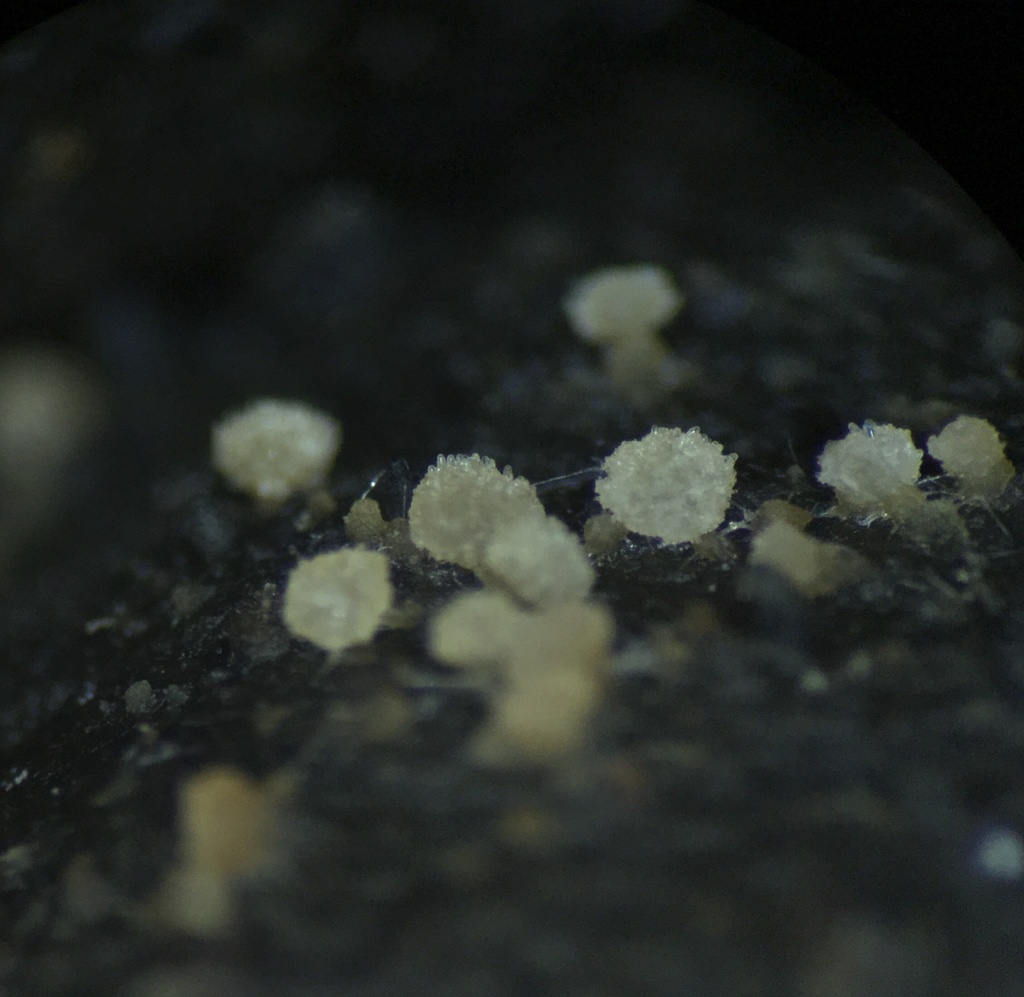 Coprotaceae