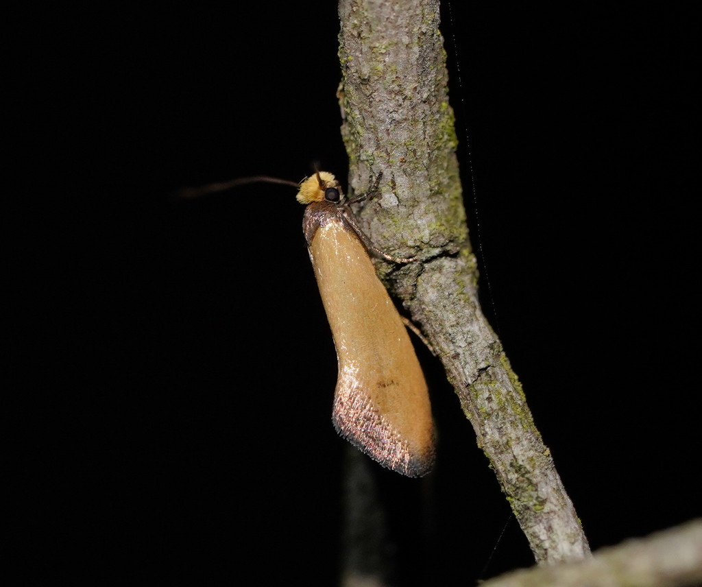 Edosa ochranthes