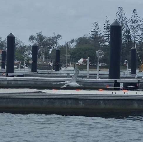 iNaturalist: (c) Janey Taylor, some rights reserved (CC BY-NC), uploaded by Janey Taylor iNaturalist image