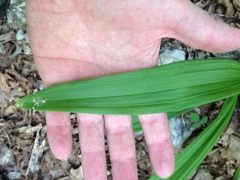 Veratrum hybridum