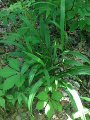 Veratrum hybridum