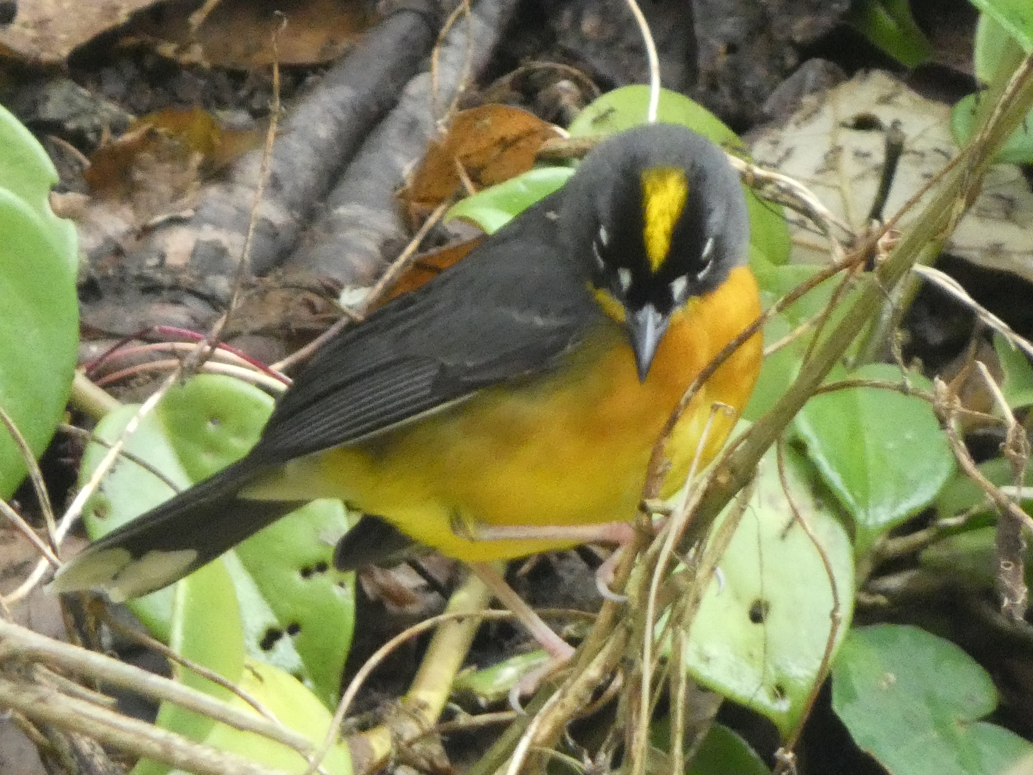 Fan-tailed Warbler (Basileuterus lachrymosus), photo 1