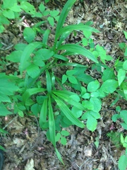 Veratrum hybridum