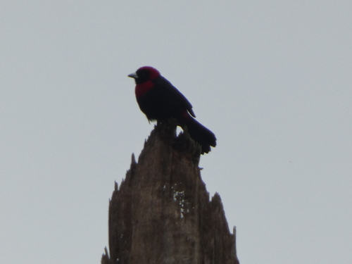 Crimson-collared Tanager (Ramphocelus sanguinolentus), photo 2