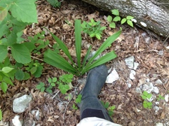 Veratrum hybridum