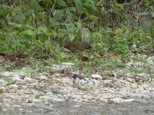 Rusty Sparrow (Aimophila rufescens), photo 10