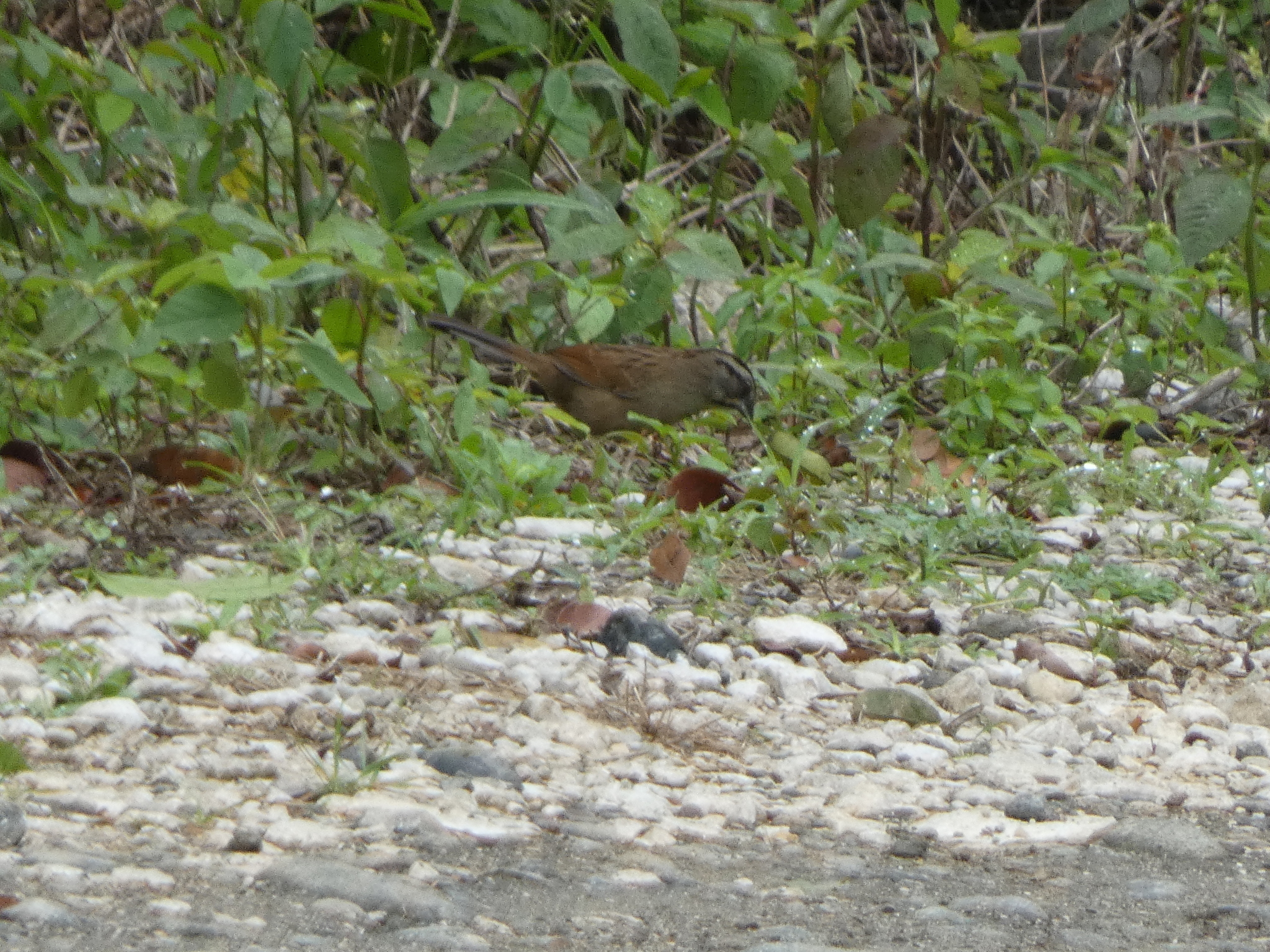 Rusty Sparrow (Aimophila rufescens), photo 1