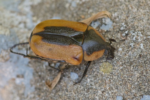 Cowboy Beetle