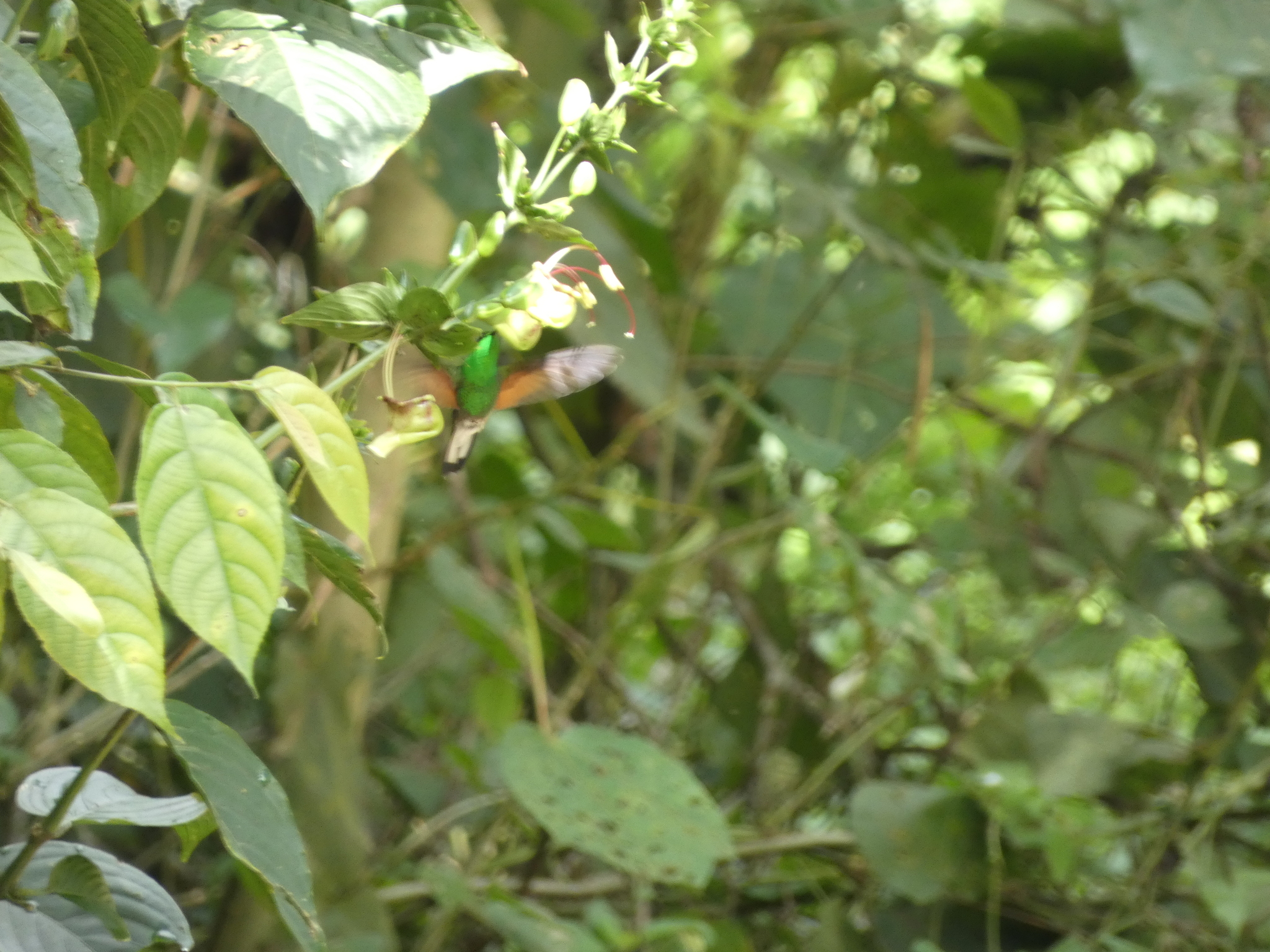 Stripe-tailed Hummingbird (Eupherusa eximia), photo 3