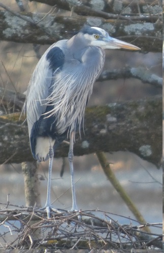 Great Blue Heron