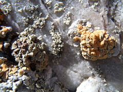 Rhizoplaca subdiscrepans