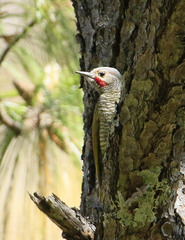 Colaptes auricularis