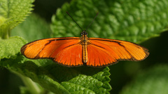 Eueides aliphera gracilis