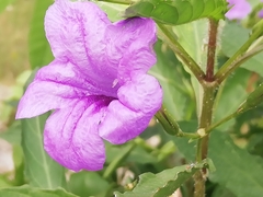 Ruellia simplex