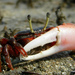 Ghost and Fiddler Crabs - Photo (c) Vishal Bhave, some rights reserved (CC BY-NC-SA)