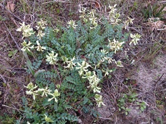 Astragalus soxmaniorum