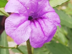 Ruellia simplex