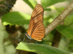 Eueides aliphera gracilis
