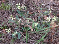 Astragalus soxmaniorum