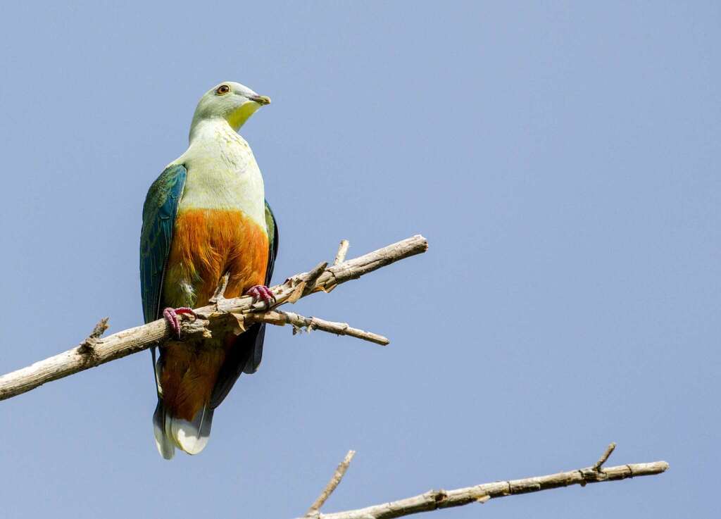 Silver-capped Fruit-Dove photo